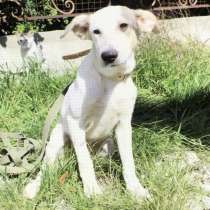 Ищет дом и любящую семью малышка Веста, в Новороссийске