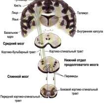 Логопед, в Красноярске