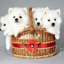 Щенок белого шпица, в Казани