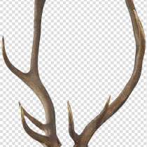 Закупаем рога на постоянной основе, в г.Минск