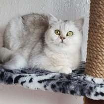 Британская шиншилла!, в г.Кишинёв