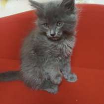 КОТЯТА В ДОБРЫЕ РУКИ, в Нижнем Новгороде