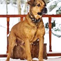 Замечательная во всех отношениях, домашняя собака Ева в дар, в Москве