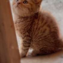 Бесплатно отдам хорошее руки, в Грозном