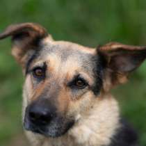 Джессика, идеальная собака, в Москве