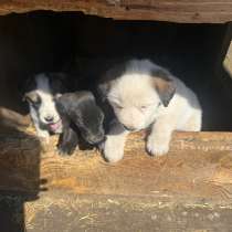 Щенки в дар!, в Иркутске