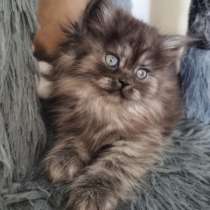 Шотландские котята, в г.Ришон-ле-Цион