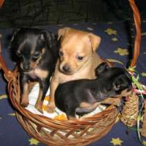 Тойчики, в Калининграде