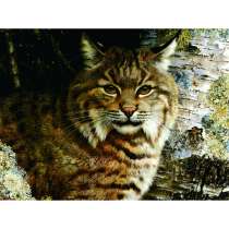 Алмазная мозаика, в Санкт-Петербурге