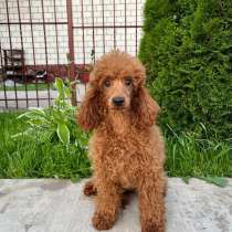 Пудель ред Браун, в г.Анталия