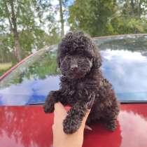 Kutsika mängupuudel Christie (Щенок Той-Пуделя Кристи), в г.Курессааре