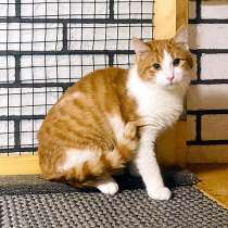 Самый красивый и ласковый! Котик-подросток Матвей в дар, в Москве