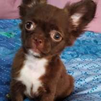 Чихуахуа. Chocolate, в г.Bismark