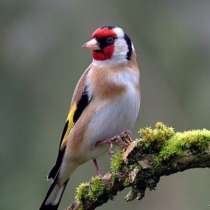 ПЕВЧИЕ ПТИЦЫ ЧИЖИКИ, ЩЕГЛЫ, РЕПОЛОВ, ОВСЯНКИ, в Ростове-на-Дону