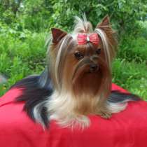 Породная девочка йоркширского терьера 9 месяцев, в г.Тель-Авив