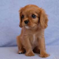 Щенки кавалер кинг чарльз спаниеля, в Кольчугине