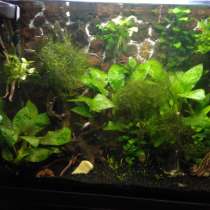 Аквариум, в Брянске