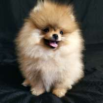 Померанский шпиц. Мини, в г.Кассель