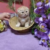 Чудесные котята, в Кисловодске