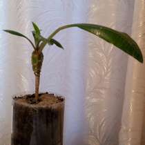 Продам недорого Молочай - комнатное растение, в г.Уральск