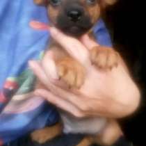 Той-терьер мальчик, в Москве