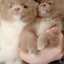 Померанский шпиц, в г.Монреаль