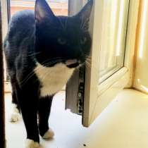 Отдам даром в добрые руки котов, в Санкт-Петербурге