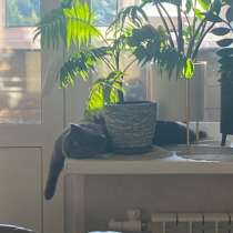 Британский кот, в Сургуте