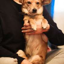 Маленькая трепетная ласковая собачка, в Санкт-Петербурге