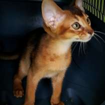 Абиссинские котята, в Краснодаре