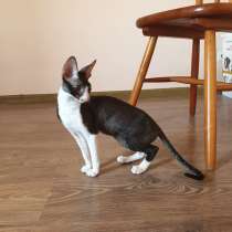 Корниш-рекс котенок, в Москве