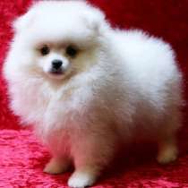 Померанский шпиц, в г.Хаген