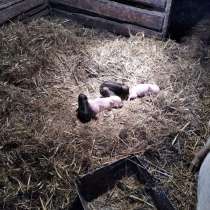 Поросята, в Белгороде