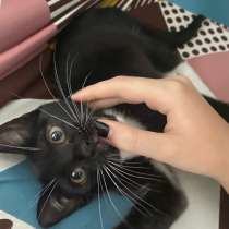 Отдам в хорошие руки, в Нижневартовске