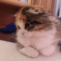 Кошечка трехцветная пушистая британочка, в Евпатории