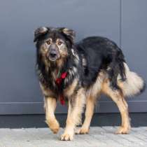 Дюшес - самый добрый в мире пёс ищет дом!, в Москве