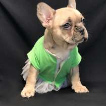 Французский бульдог, в г.Duanesburg