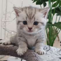 Красивые британские котята, в г.Savyon