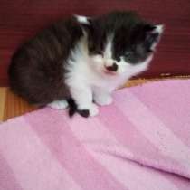 Отдам котят, в г.Краматорск