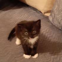 Отдам котят вхорошие руки, в г.Нарва