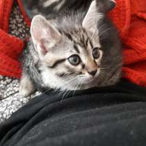 Котята бесплатно в хорошие руки, в г.Кривой Рог
