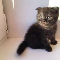 Шотландская вислоухая девочка, в Тольятти