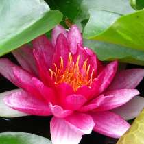 Карпы кои в ассортименте, в Аксае