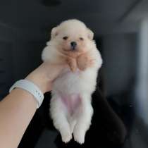 Щенок шпица, в г.Бухарест