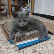 Британский котенок, в г.Ришон-ле-Цион