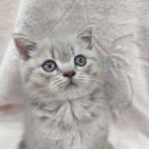 Срочно шотландские котята, в г.Рыбница