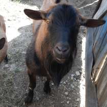 Продаю 2х чешских козликов не дорого, в Камышине