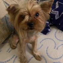 Йоркширский терьер, в Балашихе