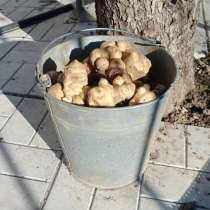 Топинамбур, в Мытищи