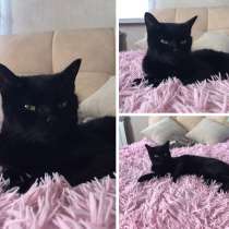 Черная кошечка, в Краснодаре